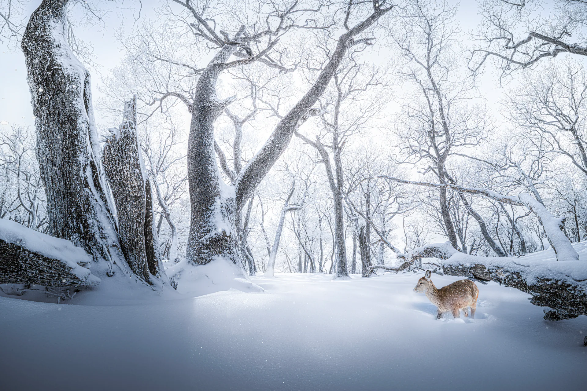 Nature, N.040