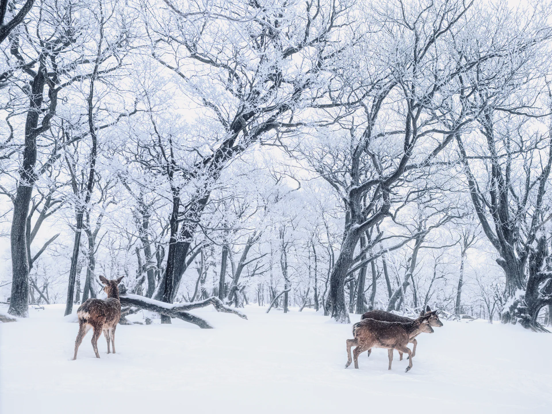 Nature, N.026