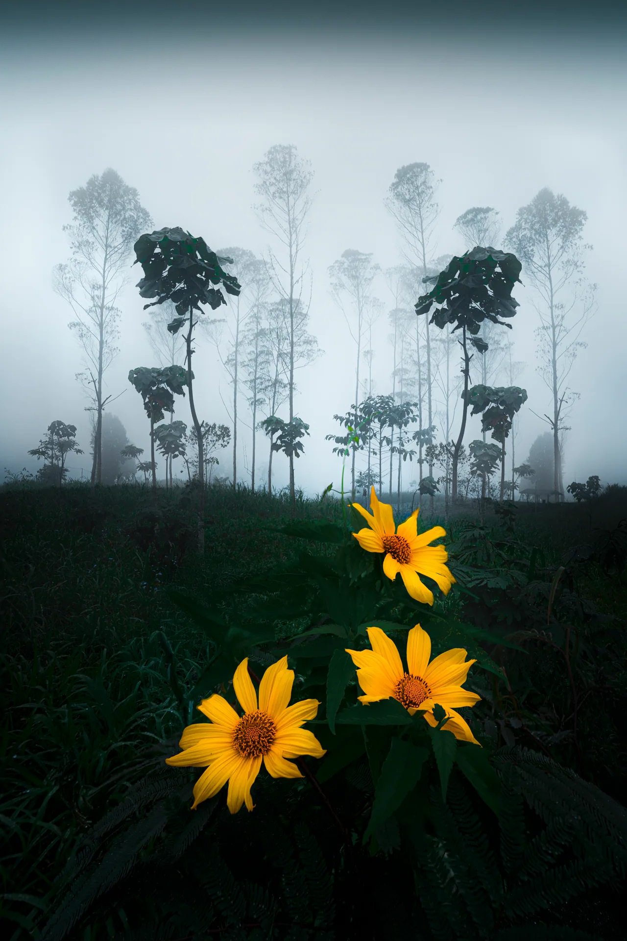 Nature, N.050