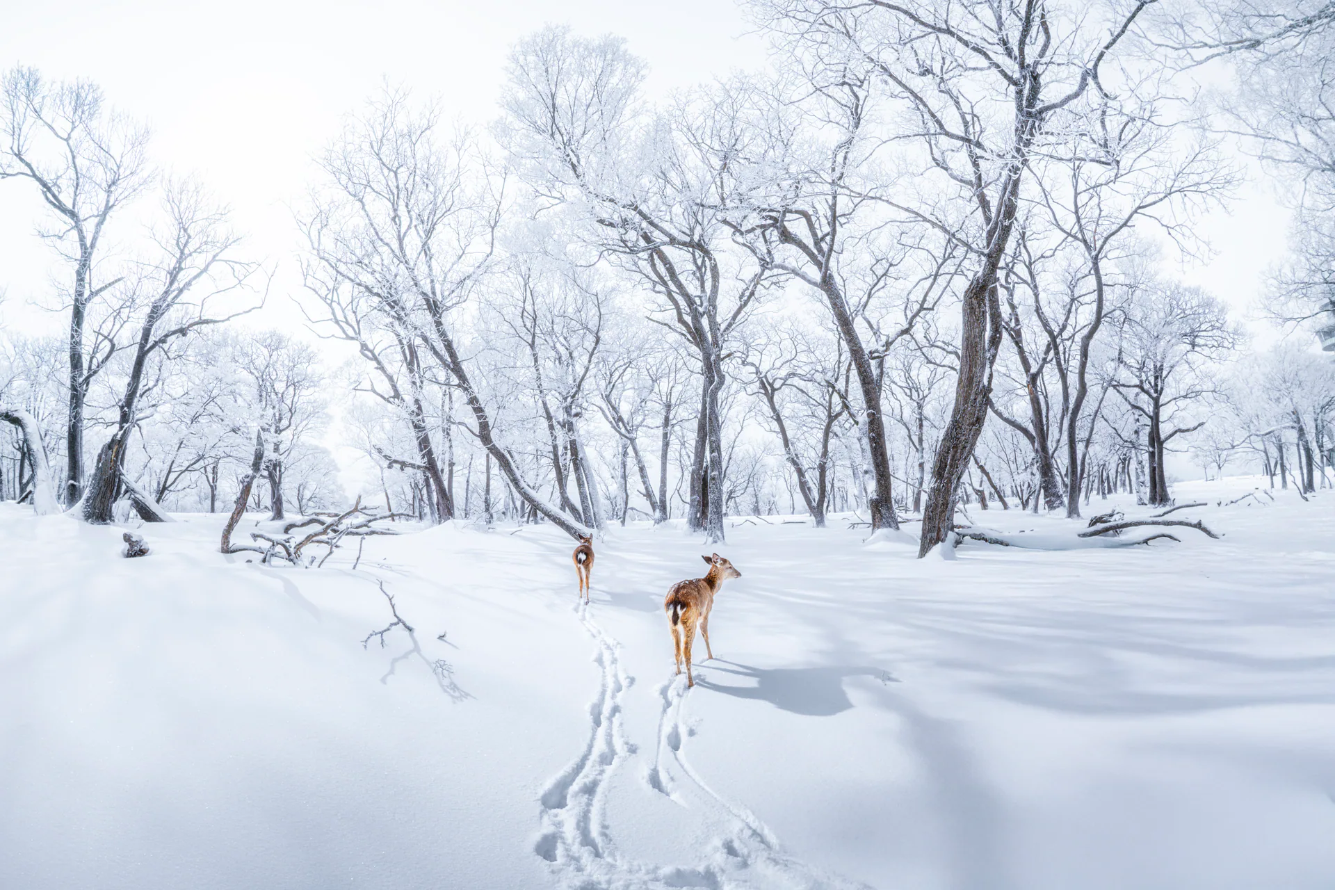 Nature, N.041